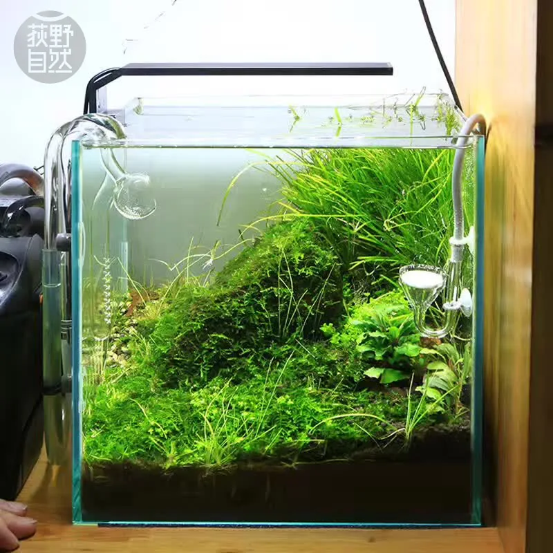 Planted Aquarium Mini - Chihiros série C ADA Style plante
