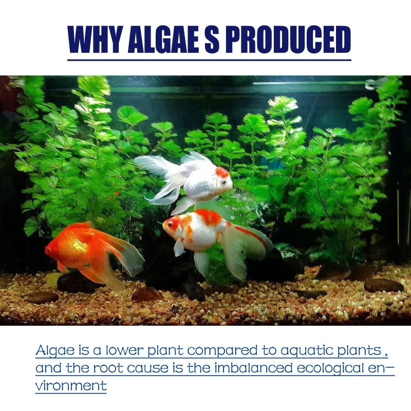 Algicide haute efficacité 50g  - Planted Aquarium Supplies avis et prix