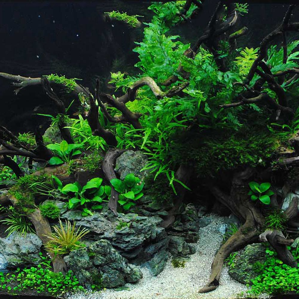 Décor de fond pour terrarium d - Aquarium Plant Roots avis et prix