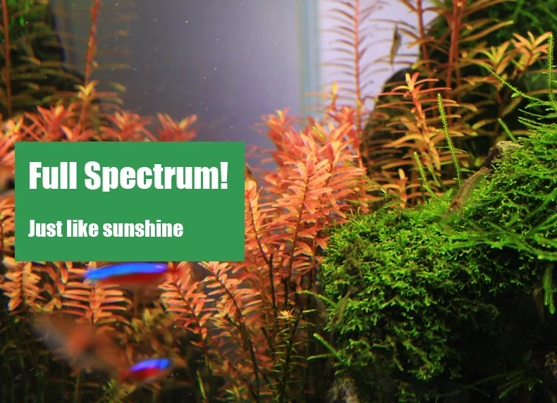 Chihiros série C ADA Style pla - Planted Aquarium Mini avis et prix