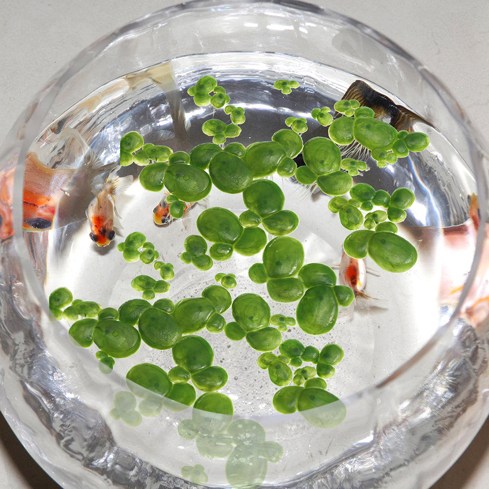 Lot de 6 mini-plantes artifici - Aquarium Plant Roots avis et prix