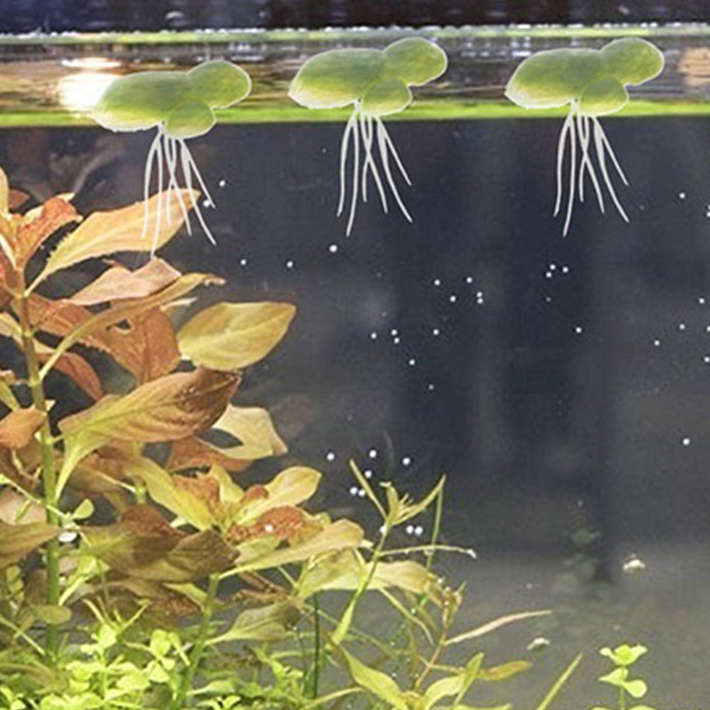 18 pièces de plantes aquatique - Planted Aquarium Mini avis et prix